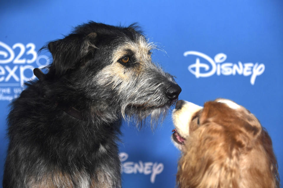 ANAHEIM, CALIFORNIA - AUGUST 23: Lady and the Tramp attend D23 Disney + event at Anaheim Convention Center on August 23, 2019 in Anaheim, California. (Photo by Frazer Harrison/Getty Images)