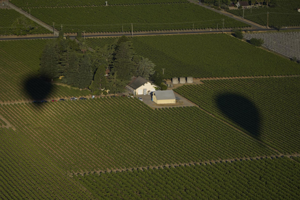Shadows from a pair Napa Valley Aloft hot air balloons are cast upon a vineyard in Napa, Calif., Monday, June 19, 2023. This year, wine grapes are thriving after a winter of record amounts of rain fell in California, but a recent trip high above the valley in a hot air balloon revealed miles of lush, green vineyards — the only blemish coming from shadows cast by the balloons themselves. (AP Photo/Eric Risberg)