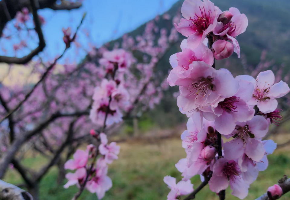 民眾可上山感受「人面桃花相映紅」，一睹桃花風情萬種的風采。（記者陳金龍翻攝）