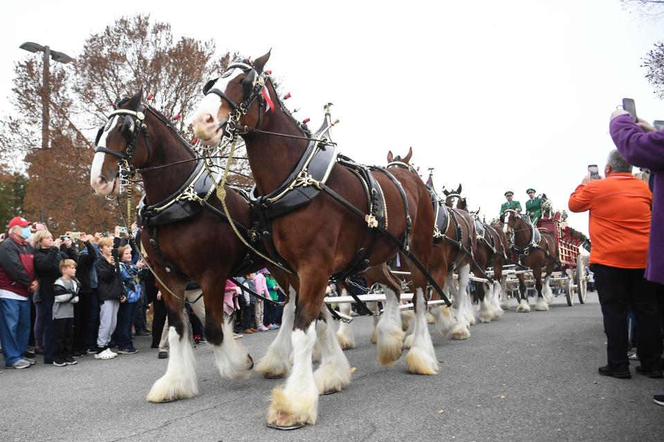 The world-famous Budweiser Clydesdales, who will be at the Sandusky County Fair on Wednesday, have been ambassadors for Anheuser-Busch since 1933.