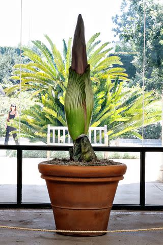 <p>Jason Armond / Los Angeles Times via Getty</p> young corpse flower at the Huntington Library and Botanical Gardens