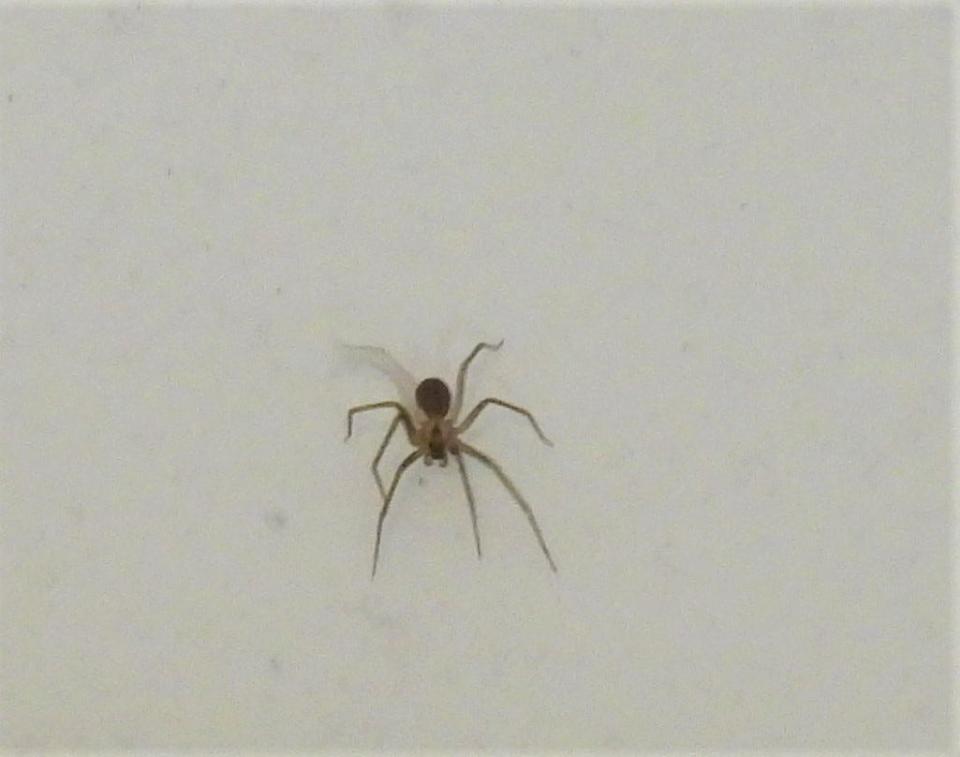 A brown recluse