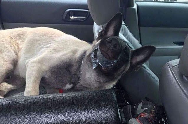 A dog owner faces animal cruelty charges after a bypasser spotted his pupper left in a parked car appearing to have its mouth duck taped shut. Picture:Supplied