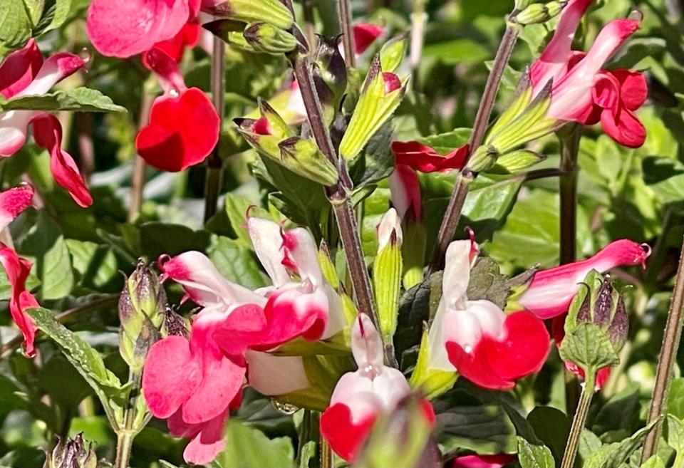 Don't let the small bicolored flowers of Hot Lips salvia fool you. The plant packs a big punch when it comes to attracting hummingbirds.