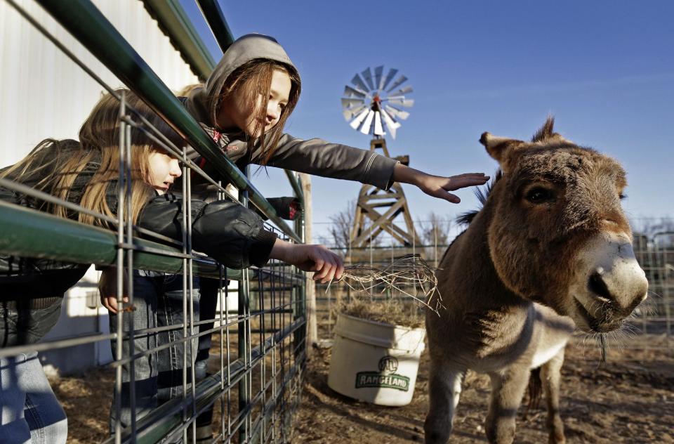 In this Thursday, Dec. 12, 2013 photo, second grader Brooklynn Black, and third grader Alice Claassen, left, look after the school's mule during morning chores at the Walton 21st Century Rural Life Center in Walton, Kan. Located in a small farming community, the school faced closing before re-establishing itself as an agriculture-focused charter school and more than doubling enrollment. (AP Photo/Charlie Riedel)