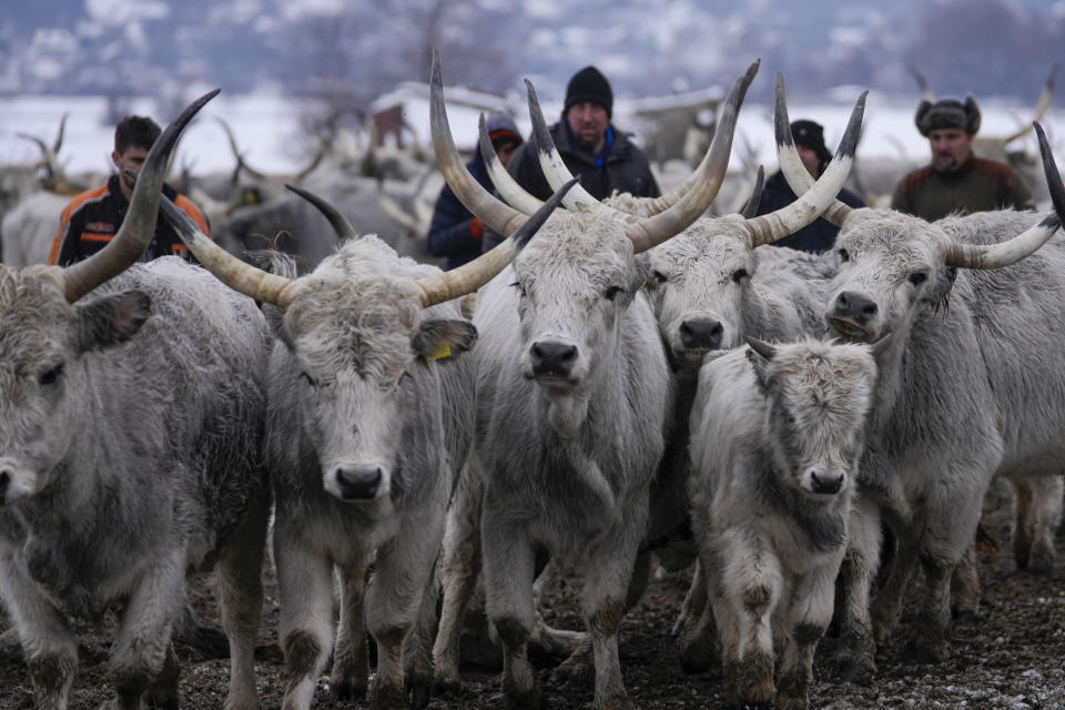 Farmers collect cows on a flooded river island Krcedinska ada on Danube river, 50 kilometers north-west of Belgrade, Serbia, Tuesday, Jan. 9, 2024. After being trapped for days by high waters on the river island people evacuating cows and horses. (AP Photo/Darko Vojinovic)