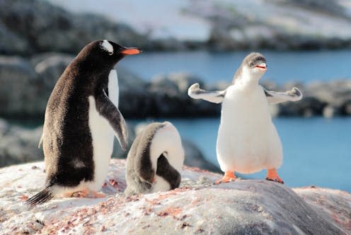 <span class="caption">Animals in polar regions are at particular risk. </span> <span class="attribution"><a class="link " href="https://www.shutterstock.com/image-photo/strongest-gentoo-penguin-cute-funny-baby-1427288915" rel="nofollow noopener" target="_blank" data-ylk="slk:Andrew Mobbs/Shutterstock;elm:context_link;itc:0;sec:content-canvas">Andrew Mobbs/Shutterstock</a></span>
