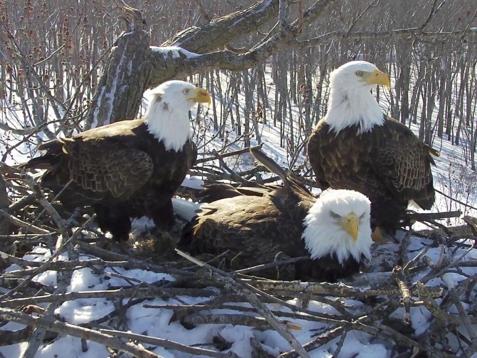 Trio of bald eagles raise chicks as a team along Mississippi river