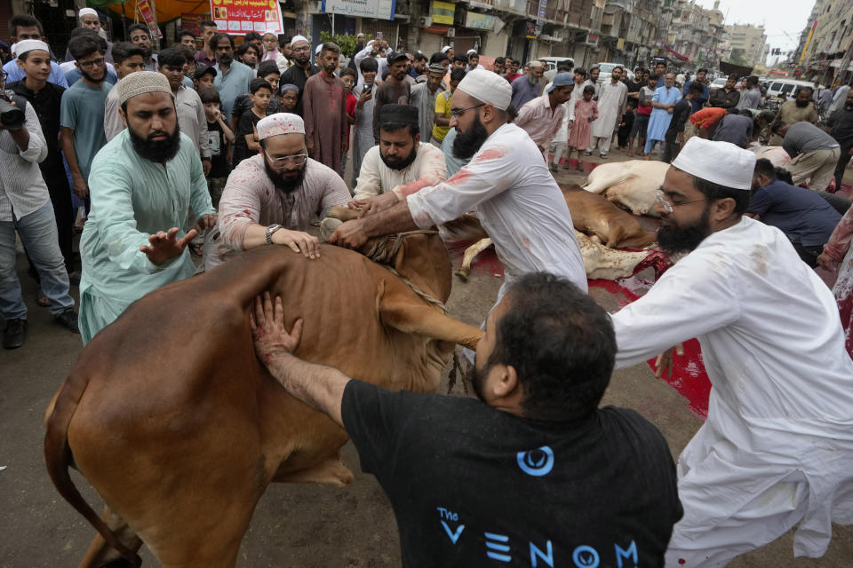 People struggle to control a bull for slaughtering during the celebration of Eid al-Adha, in Karachi, Pakistan, Monday, June 17, 2024. Eid al-Adha, or the Festival of Sacrifice, is celebrated by Muslims around the world to commemorate Prophet Ibrahim's test of faith through slaughtering livestock and animals and distributing the meat to the poor. (AP Photo/Fareed Khan)