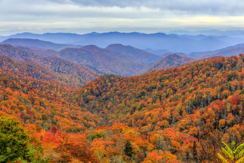 scenery of trees