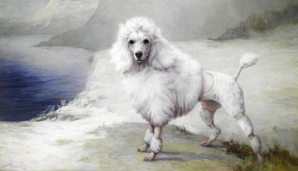 This undated publicity image provided courtesy of American Kennel Club shows a Poodle. Poodles were recognized in 1887, but didn't make the top-10 until the 1950s. It takes over as No. 1 in 1960 and stays there until 1982, with twenty-two consecutive wins, a record for any breed. (AP Photo/Courtesy American Kennel Club)