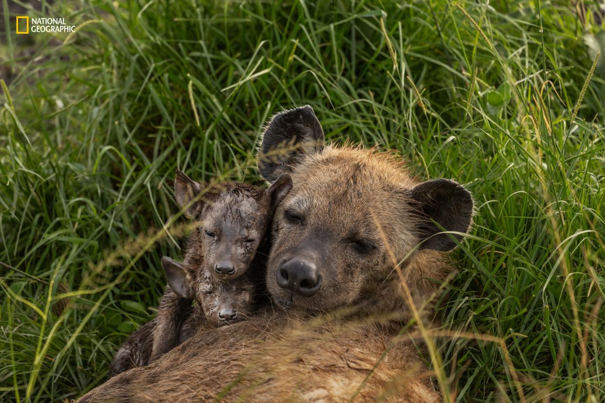 Hyena mothers are doting parents, nursing their offspring with milk rich in protein, fat, and calcium—usually for more than a year.