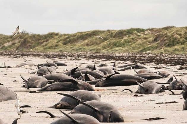 2020 11 25T095239Z 714367813 RC29AK93GUQ3 RTRMADP 3 NEWZEALAND WHALES STRANDING