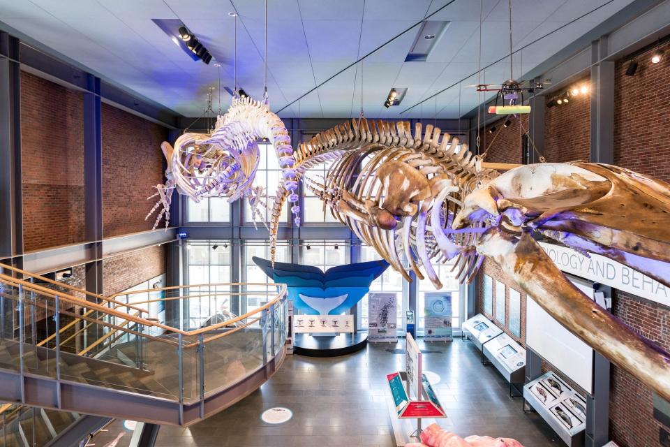 Enjoy a margarita under the whale skeleton at the New Bedford Whaling Museum.