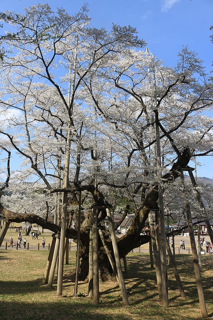 淡墨櫻 (Photo by Alpsdake, License: CC BY-SA 4.0, Wikimedia Commons提供)