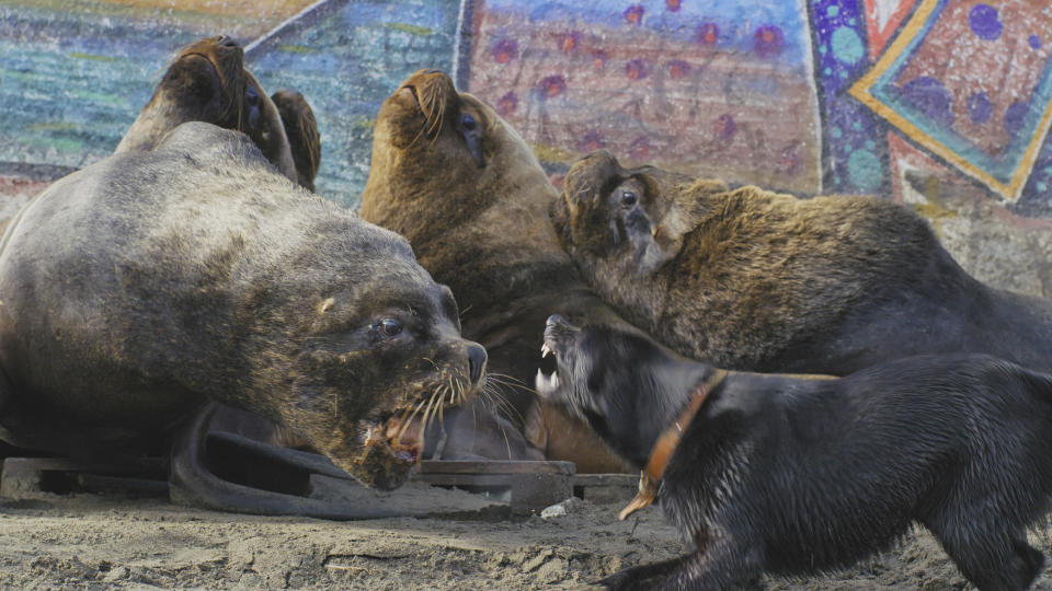 Mammals,07-04-2024,The New Wild,2 - The New Wild,South American Sealions compete for space with dogs on Chilean beaches,BBC Studios,Screen Grab
