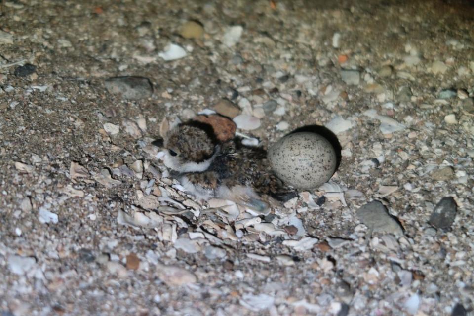 和平島公園的沙灘區幼鳥已經孵出，不幸有一顆蛋被外來種八哥破壞夭折。（記者張上耕翻攝）