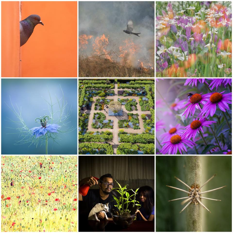 <p><strong>The Royal Horticultural Society has revealed the winners of the 2021 <a href="https://go.redirectingat.com?id=127X1599956&url=https%3A%2F%2Fwww.rhs.org.uk%2F&sref=https%3A%2F%2Fwww.housebeautiful.com%2Fuk%2Fgarden%2Fg36161709%2Frhs-photographic-competition-2021%2F" rel="nofollow noopener" target="_blank" data-ylk="slk:RHS;elm:context_link;itc:0;sec:content-canvas" class="link ">RHS</a> Photographic Competition, showcasing the winning images that capture the beauty of nature, gardens and plants.</strong></p><p>The winning images were selected from thousands of photographs from amateur and professional photographers around the world.</p><p>'The diversity of imagery in this year’s competition has been astounding, with some very creative, unusual, dark, joyful and sometimes humorous work entered,' says award winning garden photographer and competition Judge, Richard Bloom. 'No doubt in some way a response to the pandemic and the lockdown people have endured, but also the introduction of the new Creative and Indoor Gardening categories which have given photographers a greater opportunity to get creative within their own boundaries.'</p>The winning photographs are available to view online at <a href="https://go.redirectingat.com?id=127X1599956&url=https%3A%2F%2Fwww.rhs.org.uk%2Fpromotions%2Frhs-photo-competition&sref=https%3A%2F%2Fwww.housebeautiful.com%2Fuk%2Fgarden%2Fg36161709%2Frhs-photographic-competition-2021%2F" rel="nofollow noopener" target="_blank" data-ylk="slk:rhs.org.uk/photocomp;elm:context_link;itc:0;sec:content-canvas" class="link ">rhs.org.uk/photocomp</a> and will be on display at all five <a href="https://go.redirectingat.com?id=127X1599956&url=https%3A%2F%2Fwww.rhs.org.uk%2Fgardens&sref=https%3A%2F%2Fwww.housebeautiful.com%2Fuk%2Fgarden%2Fg36161709%2Frhs-photographic-competition-2021%2F" rel="nofollow noopener" target="_blank" data-ylk="slk:RHS Gardens;elm:context_link;itc:0;sec:content-canvas" class="link ">RHS Gardens</a> in September 2021. Here are the overall winning images and winners of each category...