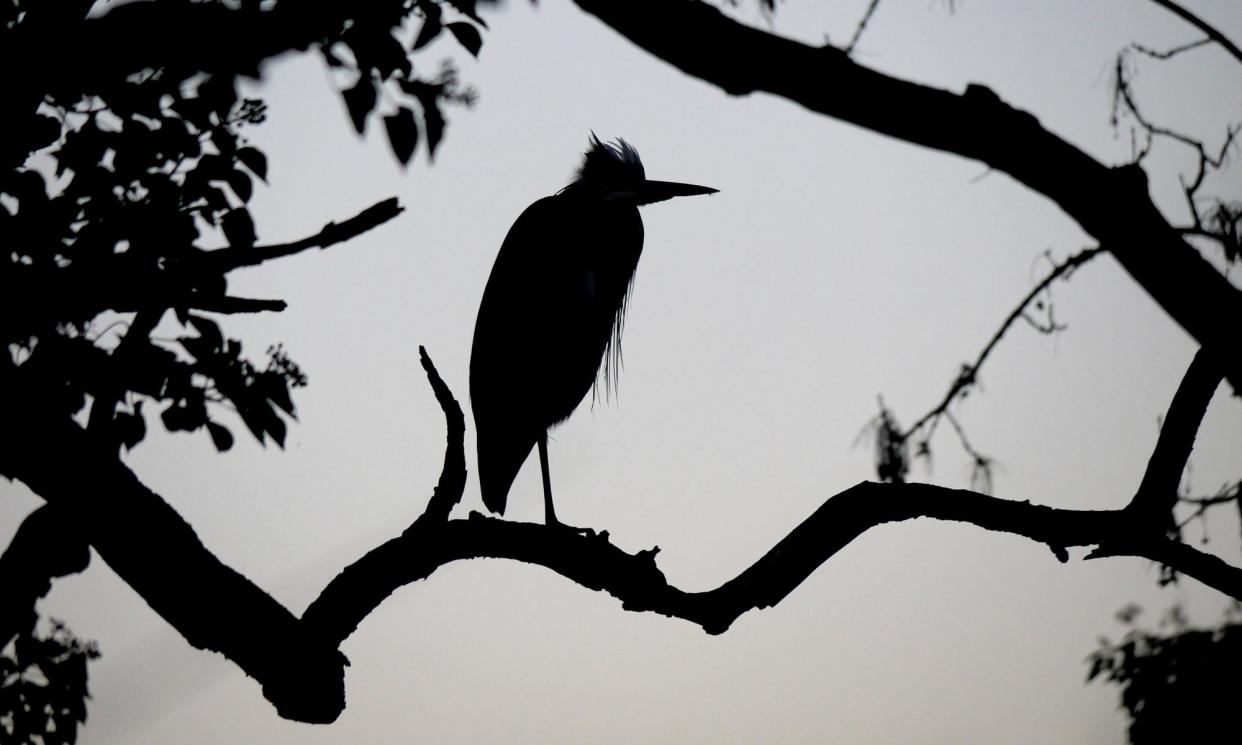 <span>‘There was the equally discordant call of a single grey heron when the rain stopped.’</span><span>Photograph: Peter Martin/The Guardian</span>