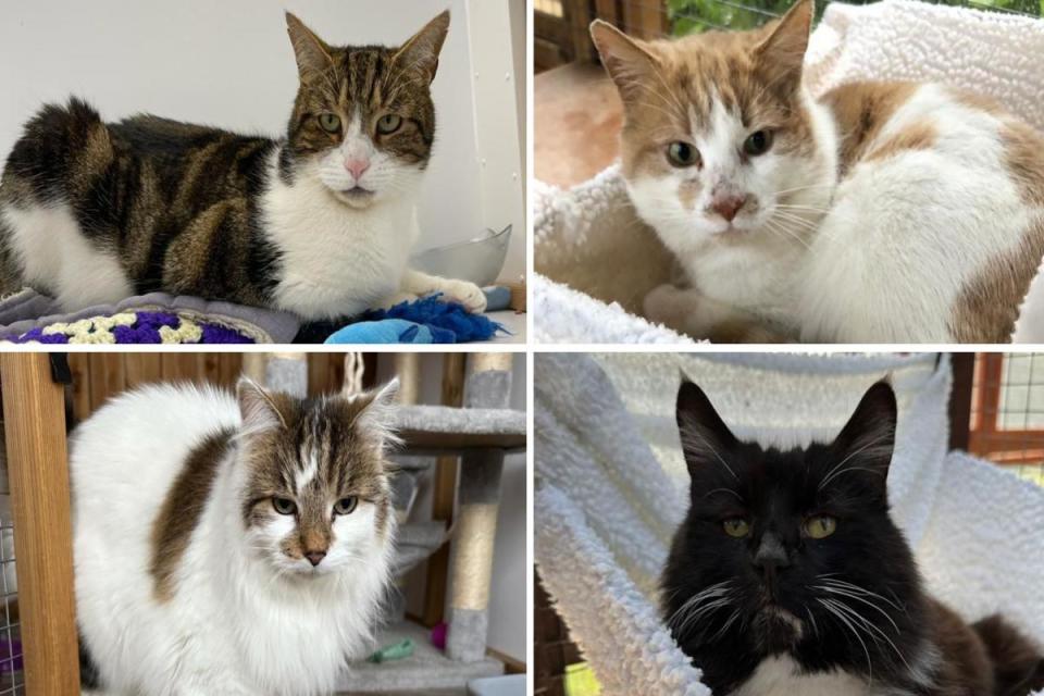 The cats looking for a new home <i>(Image: Cherwell Cats Protection)</i>