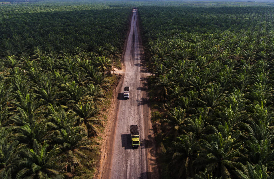 A large palm oil plantation in Indonesia. This incredibly biodiverse country lost about 289,000 acres of forest to palm oil production every year between 1995 and 2015. (Photo: Afriadi Hikmal via Getty Images)