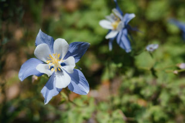 Colorado blue (or Rocky Mountain) columbine, the Colorado state flower<p><a href="https://unsplash.com/photos/Ipx6Srac0qU" rel="nofollow noopener" target="_blank" data-ylk="slk:Meg MacDonald via UnSplash;elm:context_link;itc:0;sec:content-canvas" class="link ">Meg MacDonald via UnSplash</a></p>