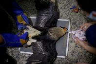 Foto de archivo del veterinario Carlos Henrique cuidando a un halcón Caracara cerca de Porto Velho, estado de Rondonia, en Brasil