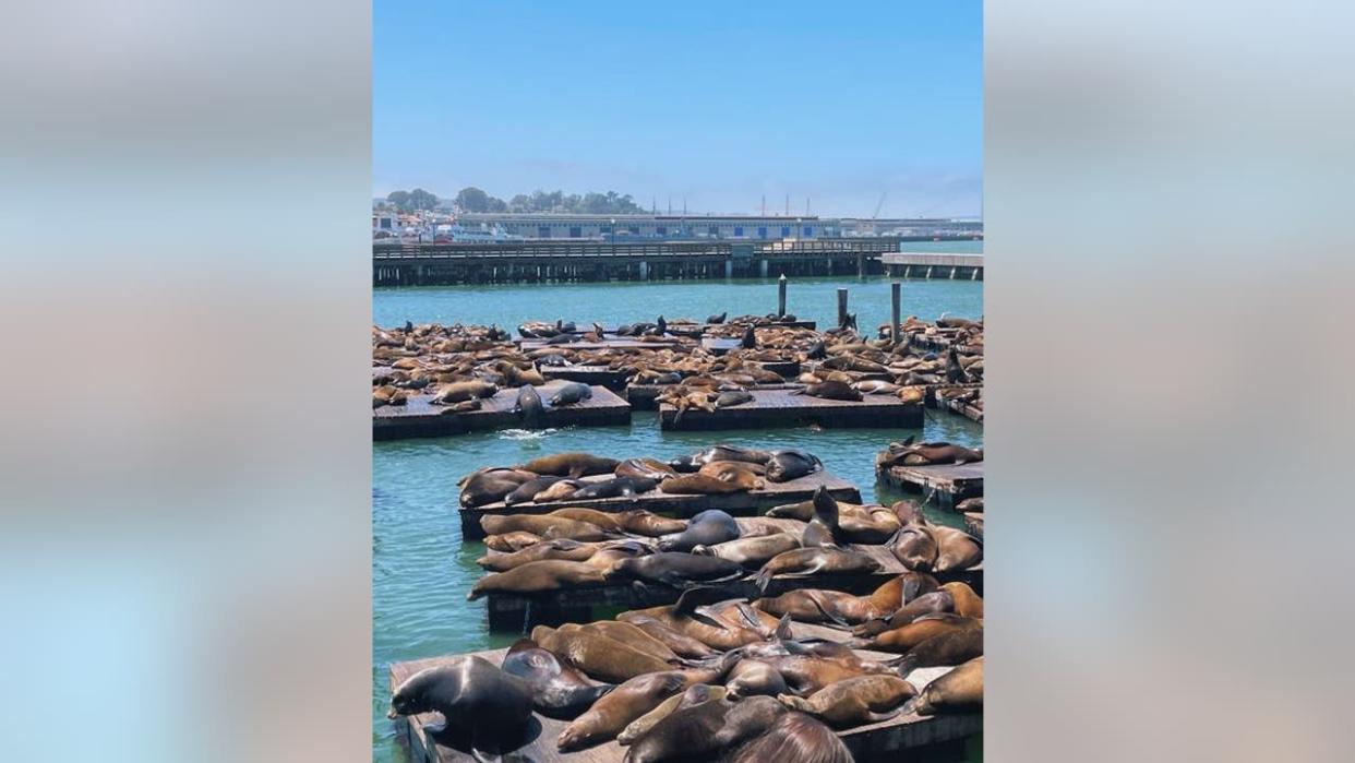 <div>The sea lion count at San Francisco's Pier 39 has been the highest in seven years, with more than 820 sea lions and counting, officials said on Monday, April 29, 2024.</div> <strong>(PIER 39)</strong>