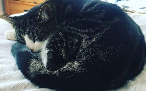 Billy at home before his ordeal, showing off his lovely tail - Credit: Anne Gulland