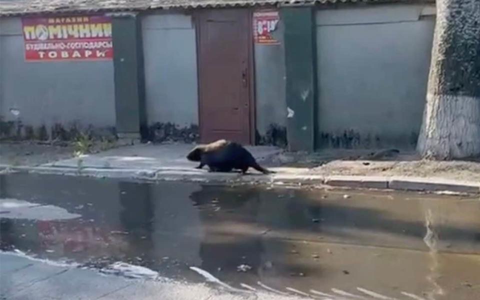 Beavers displaced by the dam bursting have been seen wandering the streets of Kherson - east2west news