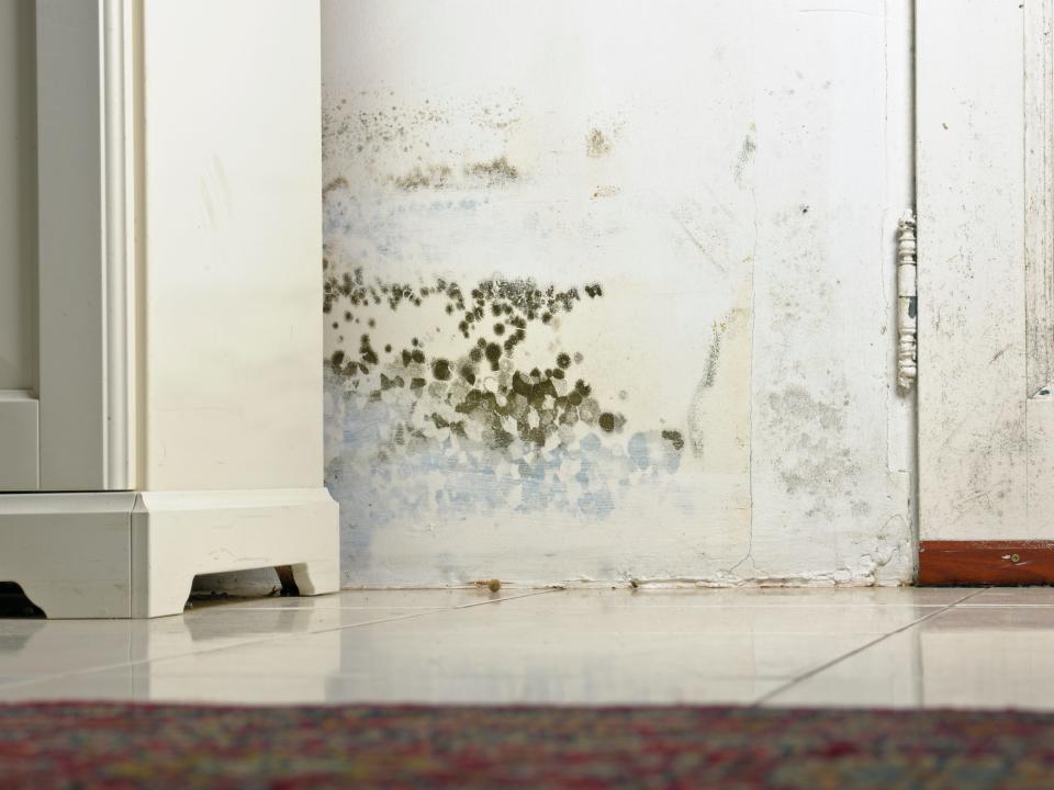Mold stains on a damp wall.