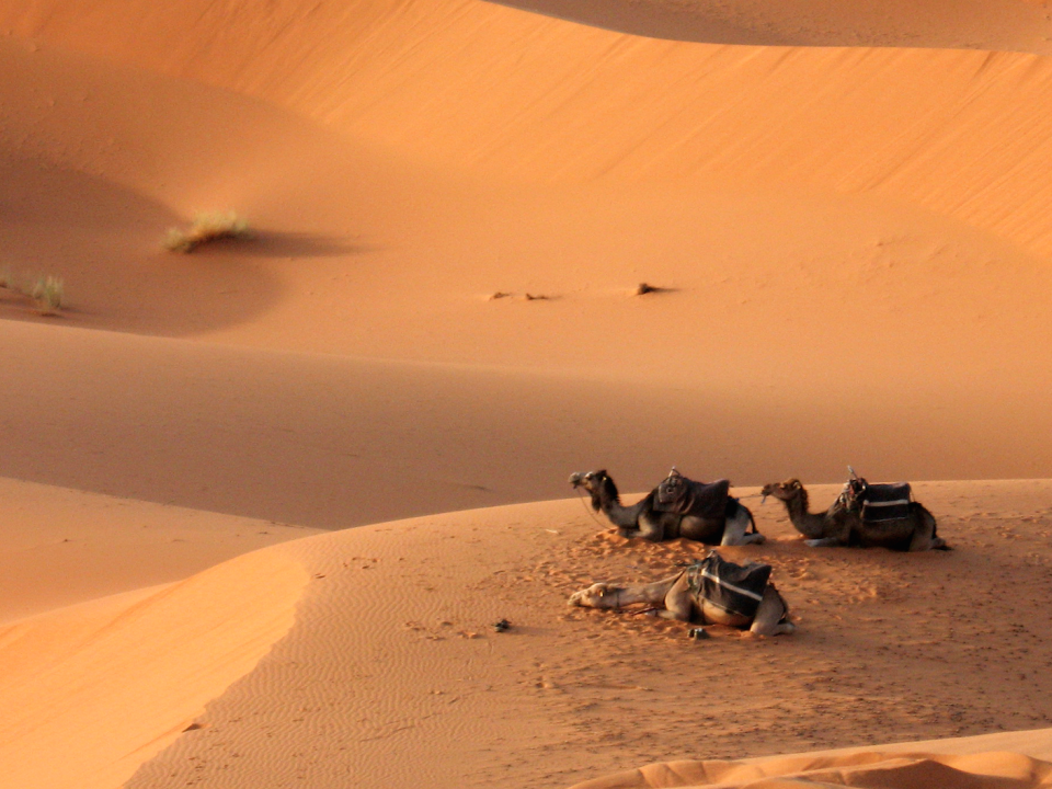 Desert camels line in the sand