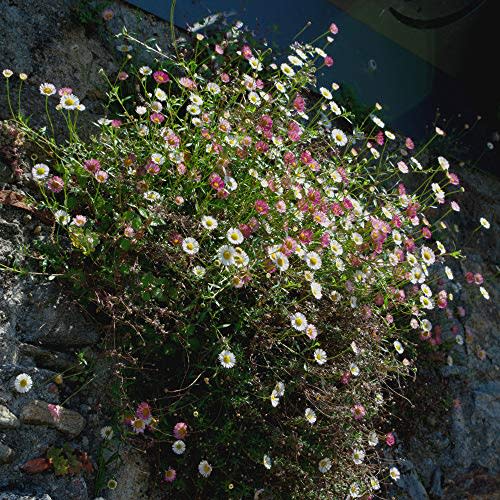 Outsidepride 1000 Seeds Perennial Erigeron Santa Barbara Daisy Flower Seed Mix for Planting