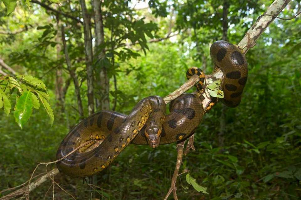 An anaconda snake wrapped round a branch in Brazil