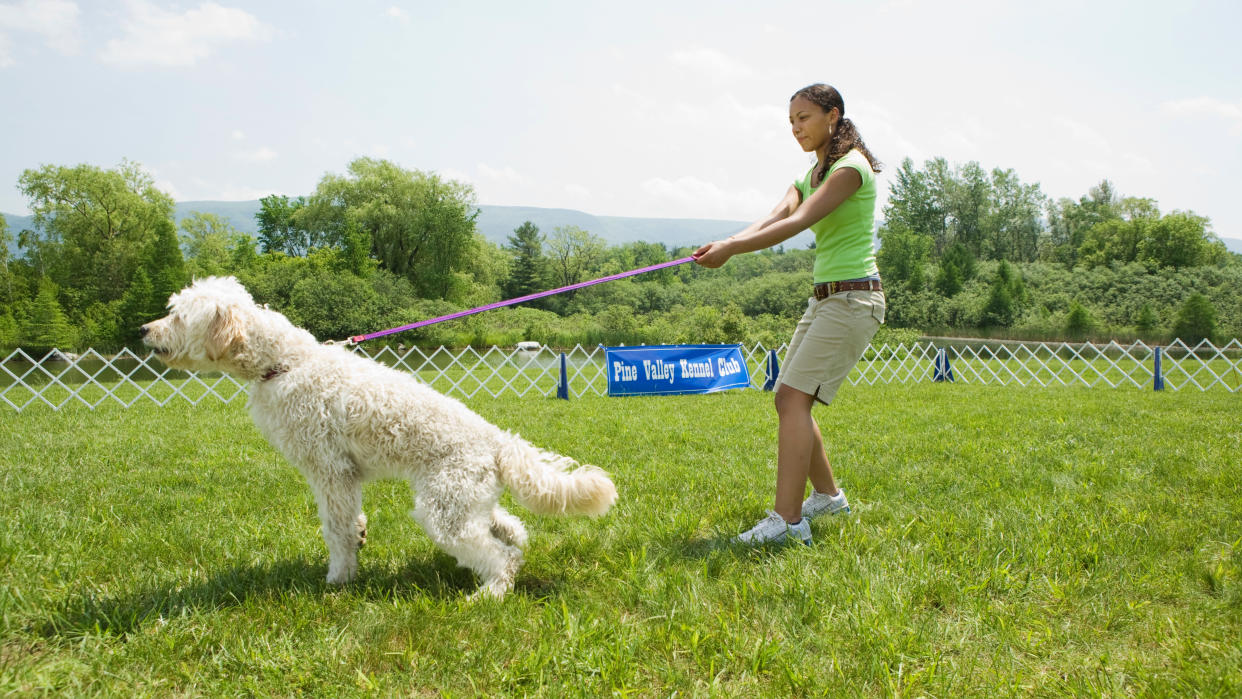  Dog pulling on leash. 