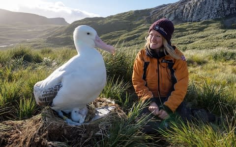 Lucy Quinn from the British Antarctic Survey with an albatross on South Georgia - Credit: John Dickens