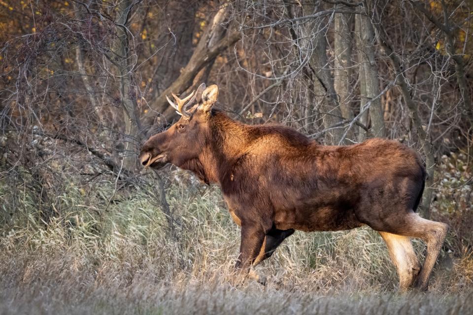 "He's heading back north and it's just really a rare thing to see in this area of Minnesota," said Brenda Johnson, who created the Facebook group. "He might make it home and meet some other moose in time for Christmas!"
