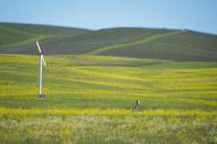 Swaths of mustard are seen on a hillside in the Carneros region near Napa, Calif., Wednesday, Feb. 28, 2024. Brilliant yellow and gold mustard is carpeting Northern California's wine country, signaling the start of spring and the celebration of all flavors sharp and mustardy. (AP Photo/Eric Risberg)