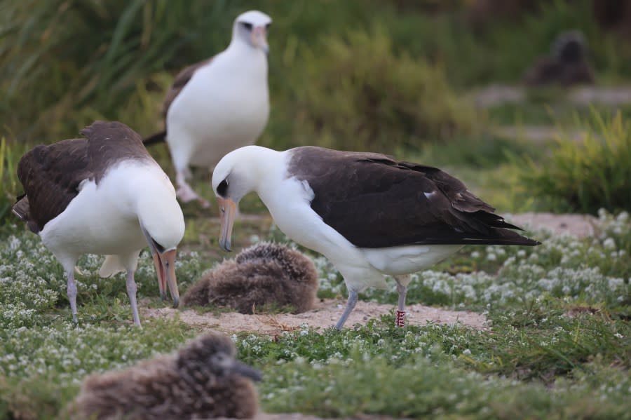 Laysan albatross, mōlī, Wisdom (Credit: USFWS photos, Jon Plissner)