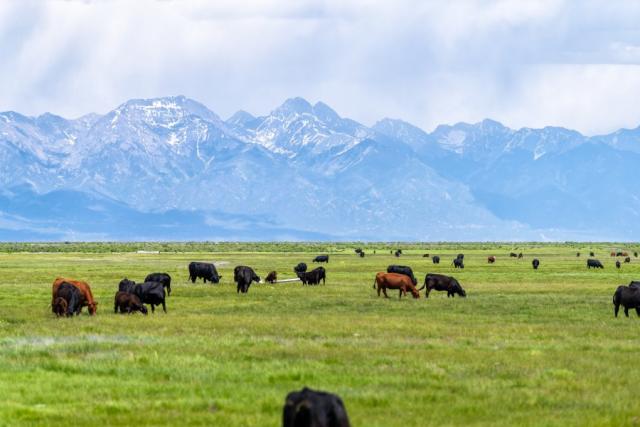 Grass-Fed and Grain-Fed: Exploring the Differences