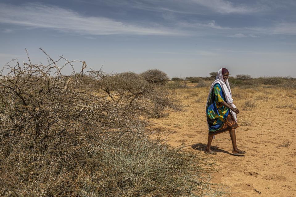 Somaliland Locusts Swanson (8 of 17).jpg