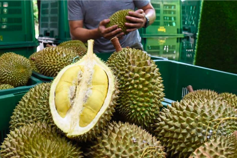 a shot of a cross section of a durian