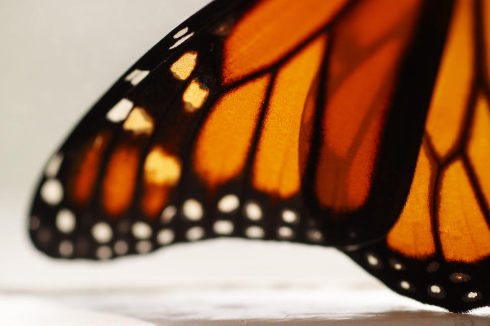 In this June 2, 2019, file photo, a monarch butterfly wing soon after it emerged in Washington. Trump administration officials are expected to say this week whether the monarch butterfly, a colorful and familiar backyard visitor now caught in a global extinction crisis, should receive federal designation as a threatened species. (AP Photo/Carolyn Kaster, File)