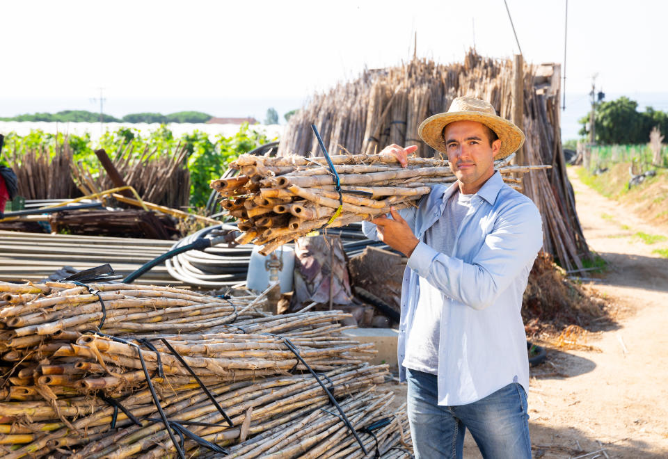 Employed worker carries bundles of bamboo sticks to work in the field