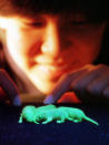 Scientist Tomoko Nakanishi, 22, points three 48-hour-old glowing mice at a laboratory in the Osaka University in Osaka on Saturday, July 19, 1997. The world's first fluorescent mammal, the glow-in-the-dark rodents are the result of a technique that could be a boon to medical researchers. The glowing mice which shine a gleaming green under ultraviolet light. The geneticists injected mouse embryos with the DNA of a bioluminescent North American jellyfish. The team started the project four years ago in an effort to develop new methods to observe the internal development of fetuses. (AP Photo/KK)