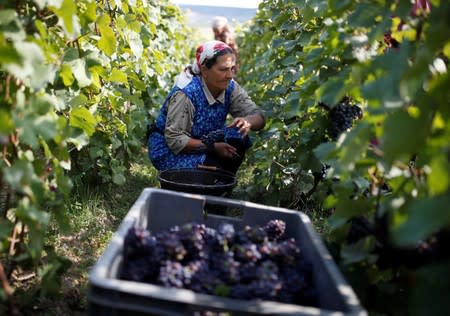 Workers collect grapes in a Taittinger vineyard during the traditional Champagne wine harvest in Pierry