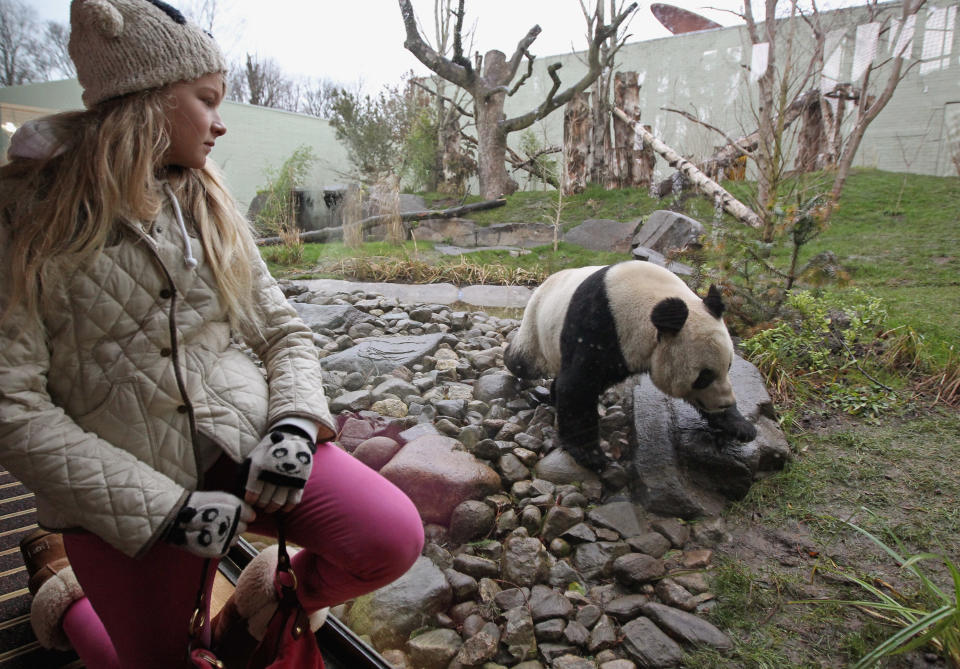 Edinburgh Zoo's Pandas Meet The Public For The First Time