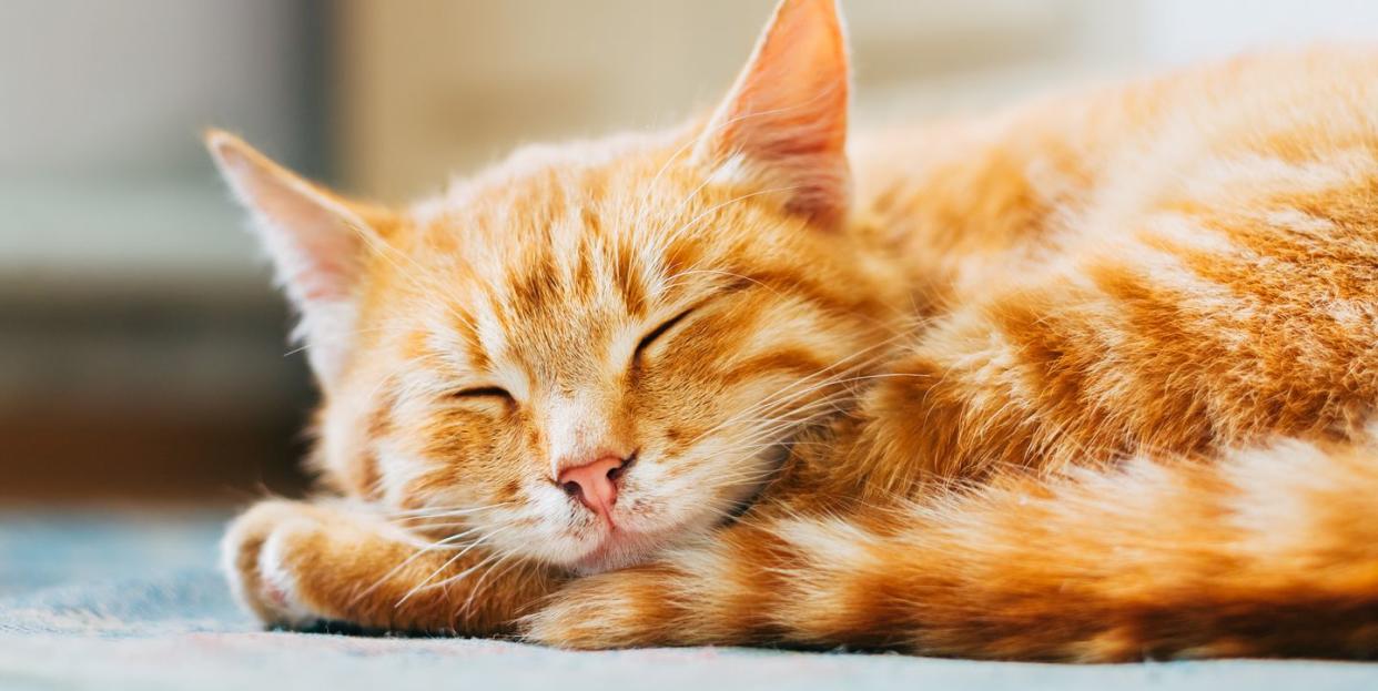 close up of red cat curled up sleeping in bed