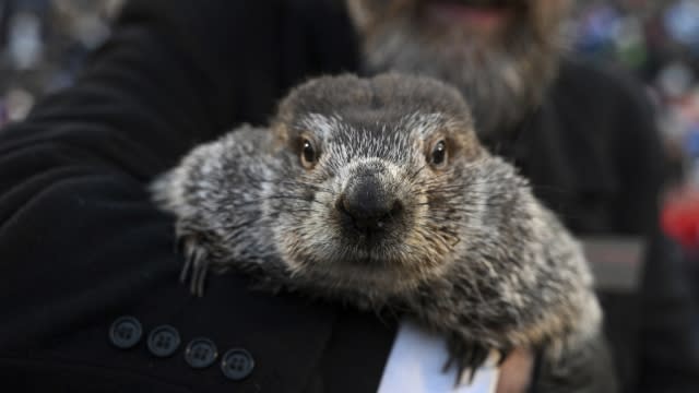 Groundhog Club handler A.J. Dereume holds Punxsutawney Phil.