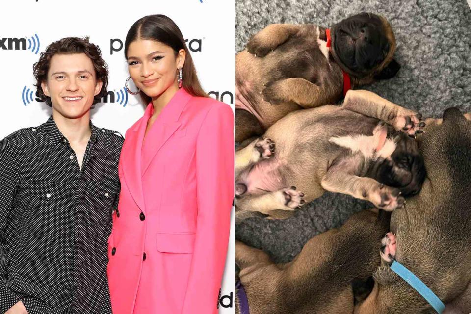 <p>Cindy Ord/Getty Images; Tom Holland Instagram</p> Tom Holland and Zendays visited a London animal shelter together 